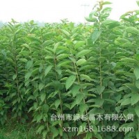 批發(fā)嫁接南方中國(guó)紅妃櫻桃苗 朱紅櫻桃苗 巴丹早紅櫻桃果樹苗