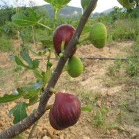 南充百萬(wàn)株1米波姬紅無(wú)花果苗 四川產(chǎn)量高波姬紅無(wú)花果樹(shù)苗