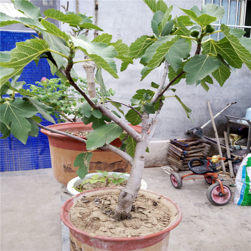 無花果苗