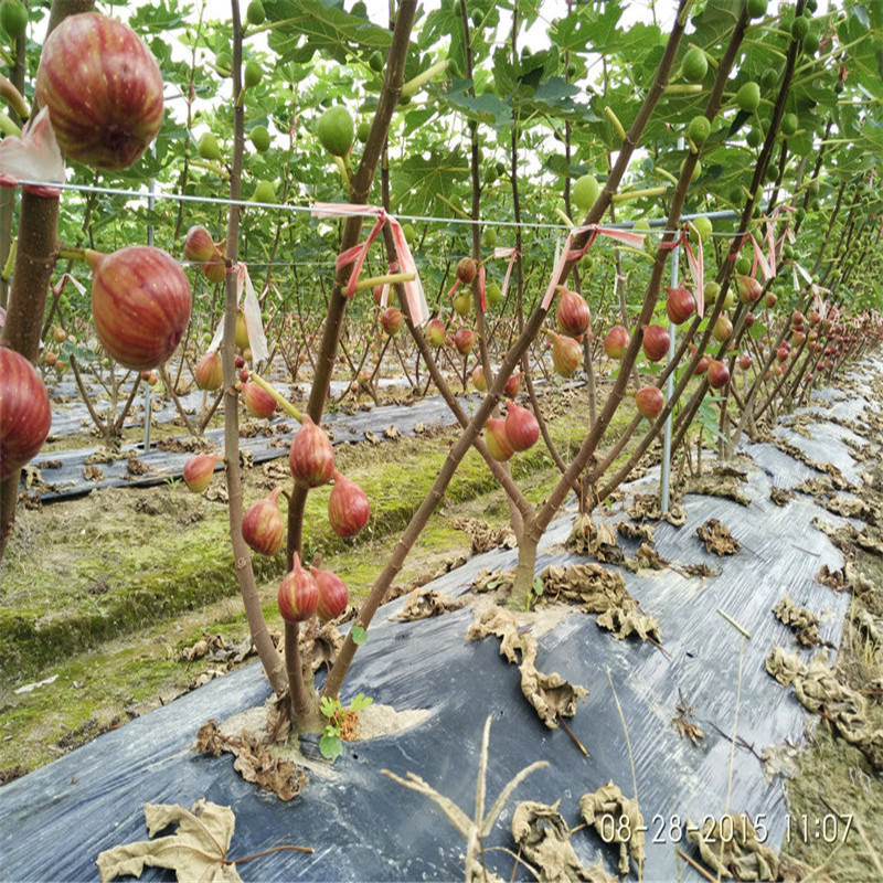 無花果苗