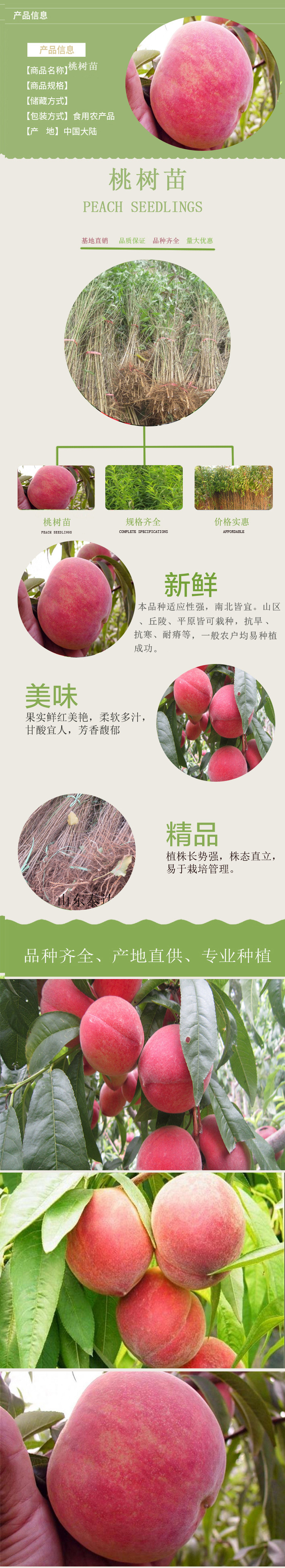 泰達(dá)桃樹苗1