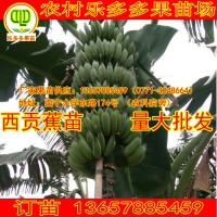 西貢蕉金粉一號(hào)果苗樹銀粉芭蕉組培良種高產(chǎn)當(dāng)年開花農(nóng)林場(chǎng)科學(xué)院