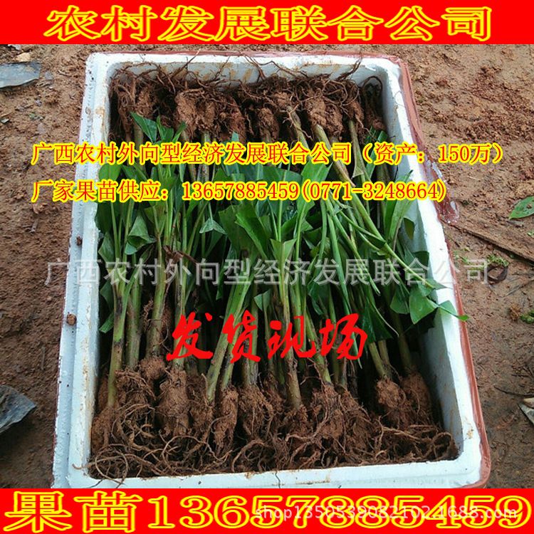 版012152頭11
