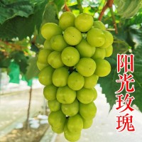 陽(yáng)光玫瑰葡萄苗 5bb 3309 貝達(dá)青提無(wú)籽 日本香印晴王葡萄苗