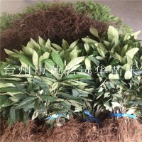 遠華苗木場1年生枇杷實生苗 枇杷籽播苗 枇杷芽苗 庭院園林綠化