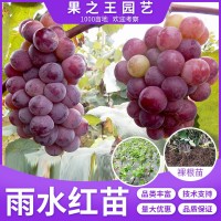雨水紅葡萄樹苗地栽葡萄果樹苗南方北方種植巨峰夏黑當(dāng)年高產(chǎn)樹苗