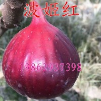 波姬紅無(wú)花果樹苗 盆栽地栽無(wú)花果苗庭院果樹南北方種植當(dāng)年結(jié)