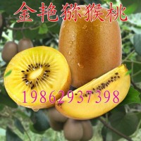 獼猴桃果樹苗 金艷獼猴桃 獼猴桃樹苗庭院盆栽北方南方種植果樹