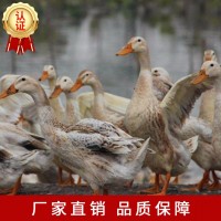 雁城孵化廠價(jià)直供江南蛋鴨苗批發(fā)銷售 運(yùn)輸包活