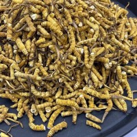 西藏那曲 冬蟲夏草 凍干蟲草直供高海拔 蟲草 足干斷草 批發(fā)