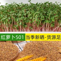 現(xiàn)貨批發(fā)水培紅桿蘿卜種子501水培蘿卜苗蘿卜芽當季新種四季種植