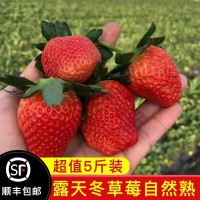【順豐空運(yùn)】現(xiàn)摘甜草莓露天巧克力牛奶冬草莓大涼山新鮮5斤批發(fā)