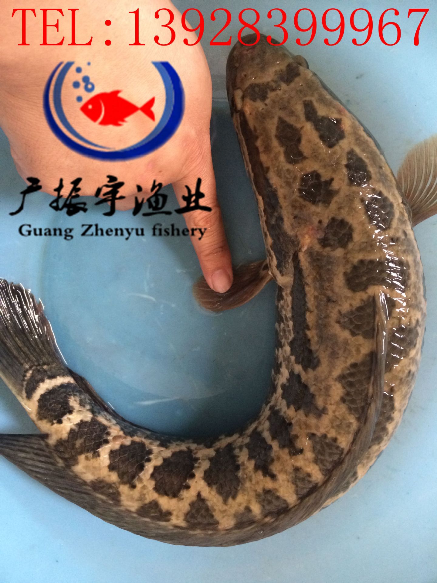 黑魚
