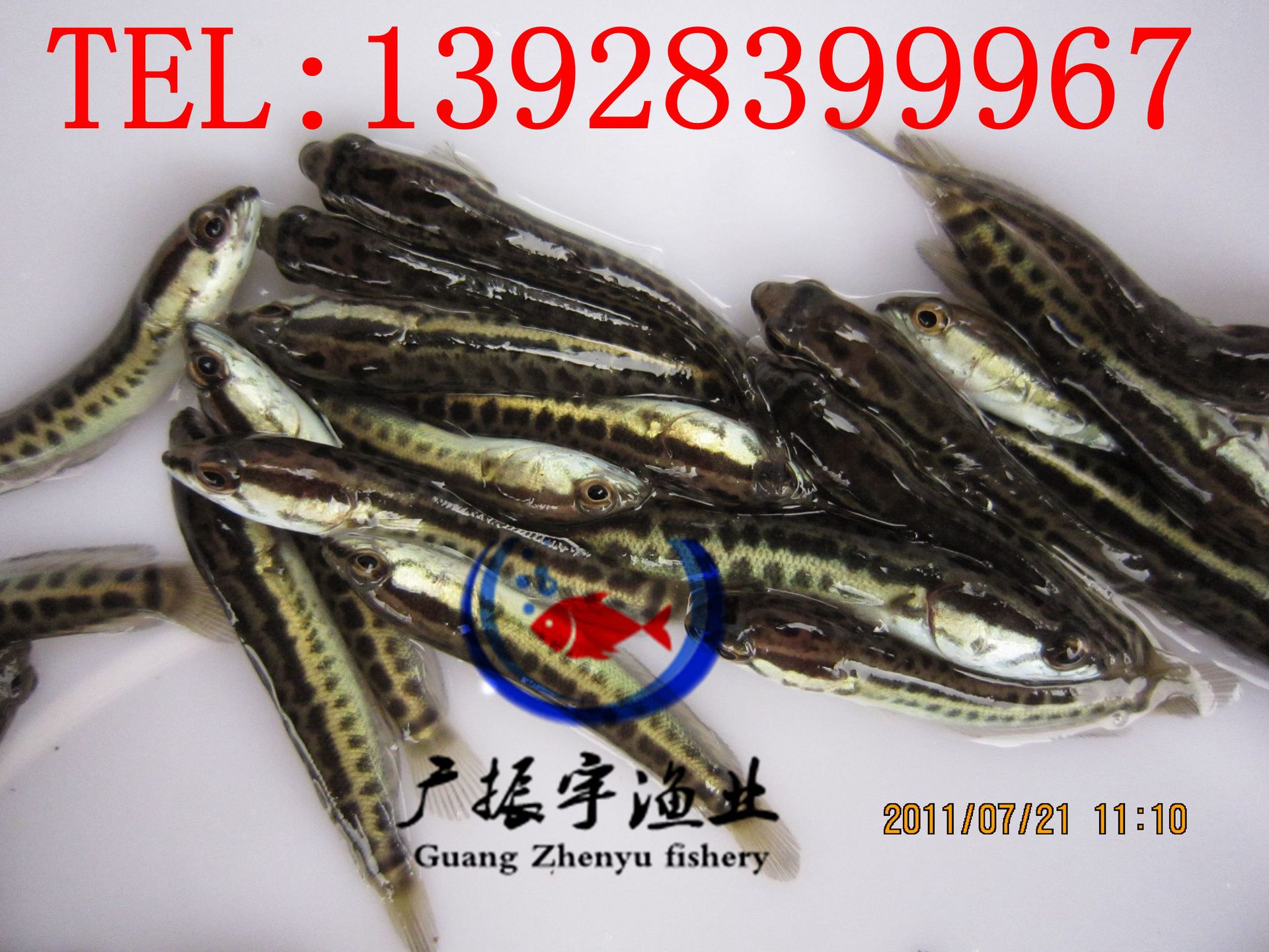 黑魚4