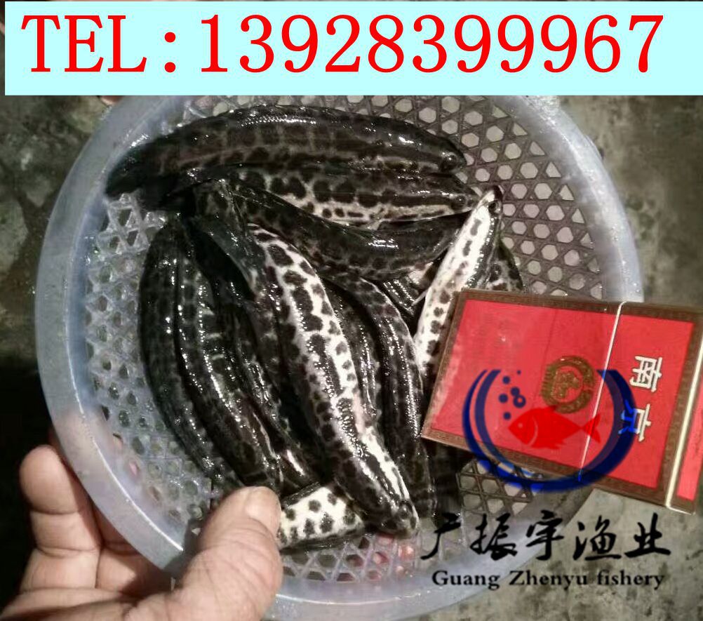 黑魚3