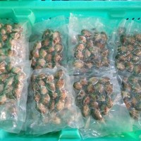 真空雜色蛤 凍煮工藝 開袋即食 花蛤 花甲 花甲粉 辣炒