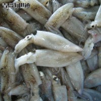 批發(fā)供應 北部灣小魷魚 小魷魚 筆管魚 海鮮凍品批發(fā) 6/9