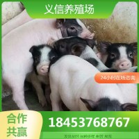 巴馬香豬價(jià)格小豬苗活體 巴馬小香豬幼崽價(jià)格 藏香豬養(yǎng)殖場(chǎng)