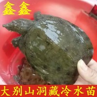 安徽大別山鑫鑫甲魚 300g外塘中華鱉 生態(tài)養(yǎng)殖小甲魚苗 農家養(yǎng)殖