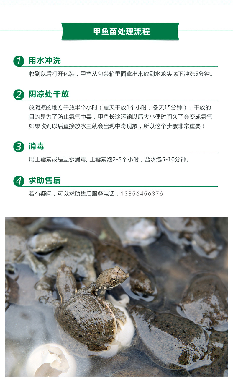 鑫鑫小甲魚苗詳情頁_02