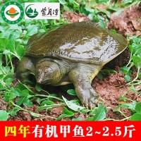 紫月潭四年2至2.5斤有機甲魚鮮活食用水魚中華稻鱉王八團魚批發(fā)