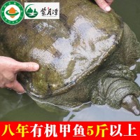 5斤以上八年特大甲魚王鮮活食用水產有機野養(yǎng)鱉團魚水魚腳魚活體