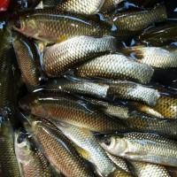 批發(fā)供應草魚苗 淡水草魚苗 草魚寸苗 規(guī)格齊全