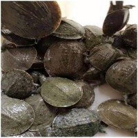 長期供應甲魚苗 中華鱉 甲魚苗養(yǎng)殖 價格合理