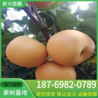 梨苗1公分2公分當(dāng)年生 秋月梨樹苗價(jià)格南北方種植圓黃梨樹苗品種