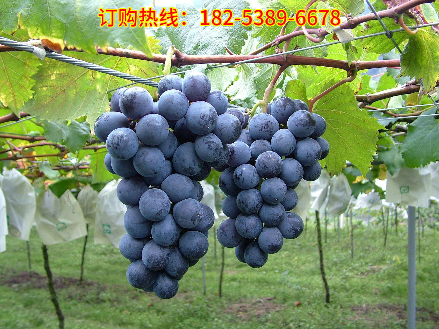 imagestore201507170aaf77cf-173