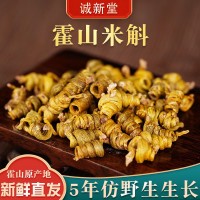 5年仿野生種植生長霍山米斛人工現(xiàn)場采摘石斛霍山農(nóng)產(chǎn)品食用石斛