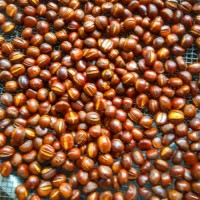 板栗批發(fā)熟炒熟糖炒栗子山東仁新鮮甜糯即食現(xiàn)炒散裝堅果零食禮盒