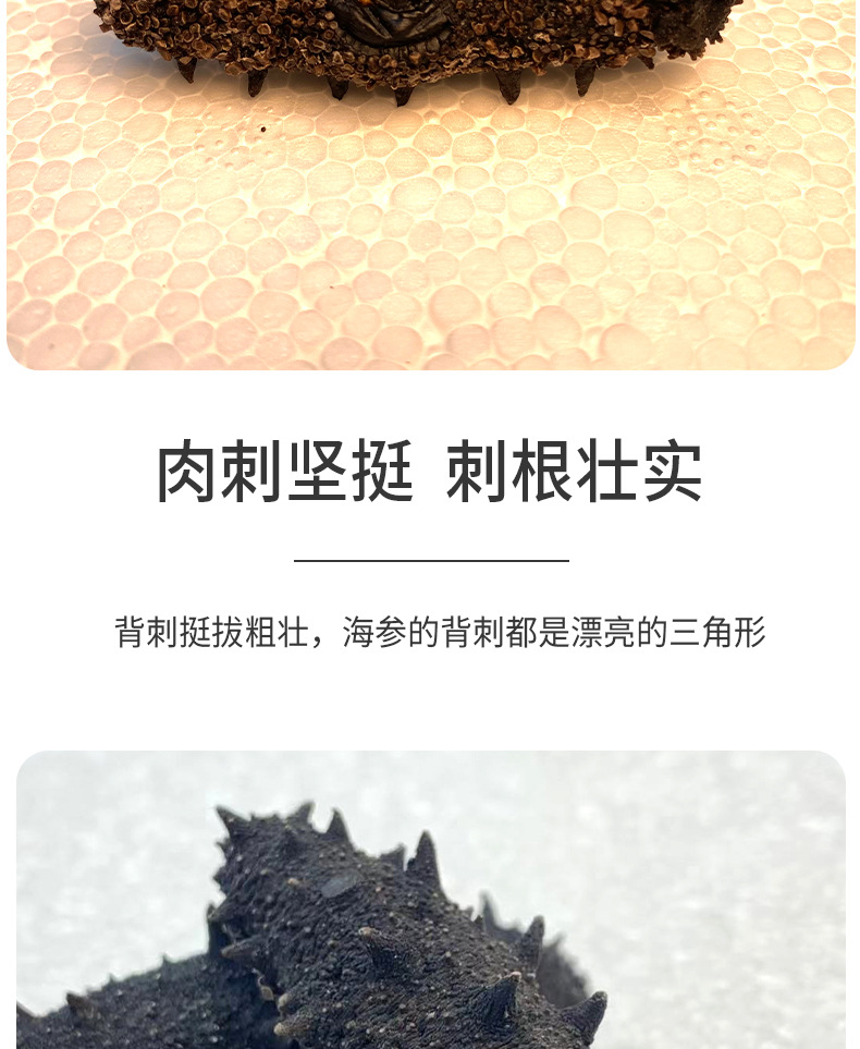 電商直供特級海參1_03.jpg