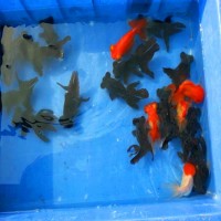 6~8cm規(guī)格觀賞魚金魚批發(fā) 金魚活體冷水魚魚苗批發(fā)求購(gòu)供應(yīng)