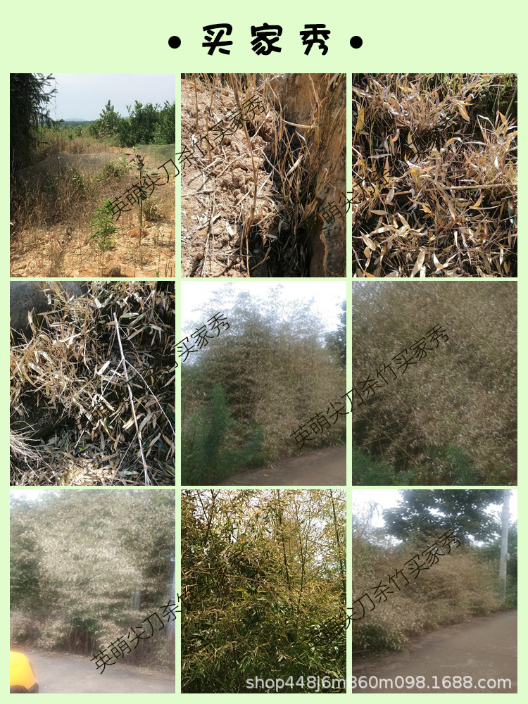 2 53 2買(mǎi)家秀.png