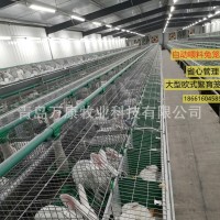 自動喂料養(yǎng)殖兔子籠具設(shè)備單層繁育兔籠歐式籠具