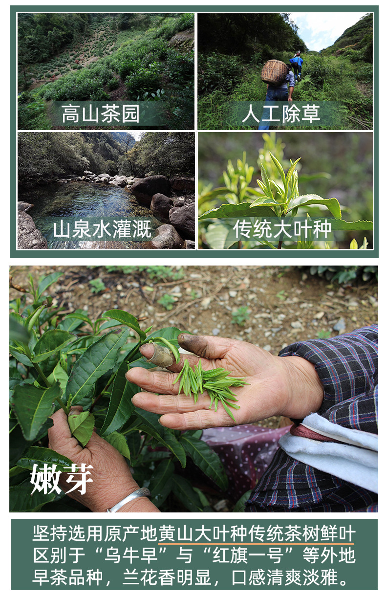 毛峰禮盒詳情頁_01