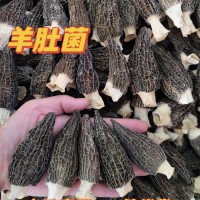 頭茬羊肚菌云南特產(chǎn)蘑菇羊肚菌批發(fā)干貨煲湯食材產(chǎn)地批發(fā)規(guī)格齊全