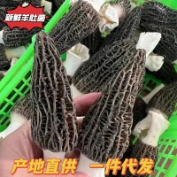 新鮮羊肚菌產(chǎn)地直發(fā)云南特產(chǎn)新鮮羊肚菌批發(fā)羊肚菇順豐包郵