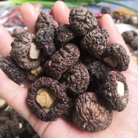 珍珠菇 小香菇干貨 金錢菇 福建古田香菇冬菇特產 漳平香菇