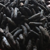 土耳其淡干海參批發(fā) 米刺海參酒店宴會(huì)食材貨源供應(yīng)無(wú)刺海參原料