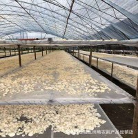 菌菇干貨白玉木耳散裝白木耳新品產地直發(fā)大量供應玉木耳