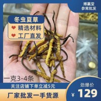 野生冬蟲夏草一克3-4根產(chǎn)地直銷一手貨源無牙簽精選品質(zhì) 海拔4500