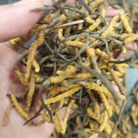 精選西藏那曲冬蟲夏草批發(fā) 正宗全干無(wú)斷草