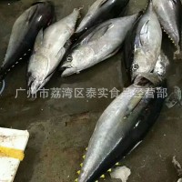歡迎預(yù)定冰鮮黃鰭金槍魚 印尼黃鰭大目金槍魚 15-100KG每條