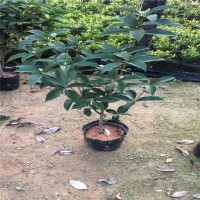 供應(yīng)：福建花卉 永?；ɑ?青青花卉 綠化苗 桂花苗 桂花樹