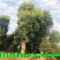苗圃直供 香樟 精品香樟樹 香樟大樹 多桿香樟 量大價(jià)優(yōu)