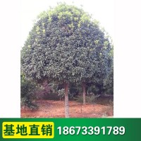 基地 丹桂苗木 庭院陽臺(tái)桂花樹苗 四季桂花 桂花盆栽地栽苗