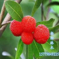 楊梅種子價(jià)格 新上市楊梅種子批發(fā) 楊梅籽 楊梅子 枇杷毛桃子櫻桃