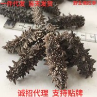 俄羅斯海參深海淡干俄紅參六排刺參關(guān)東參遼參孕婦滋補(bǔ)品干貨批發(fā)